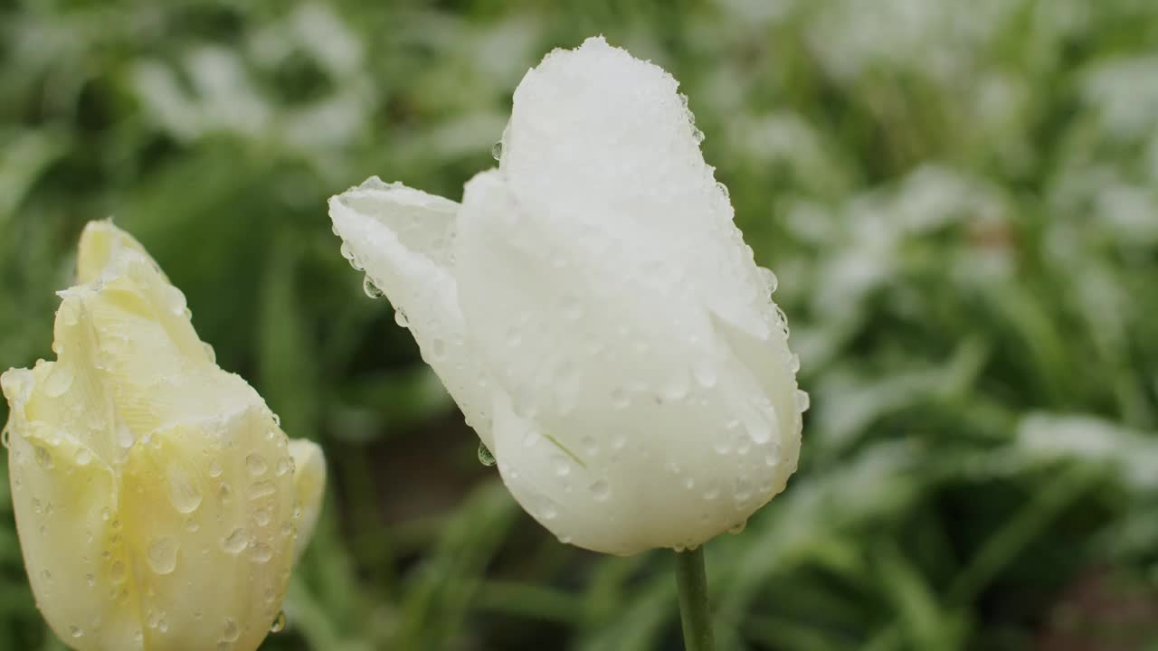 4月中旬，黄色和白色的郁金香在德国盛开。雪看得见，水融化在花上。视频素材