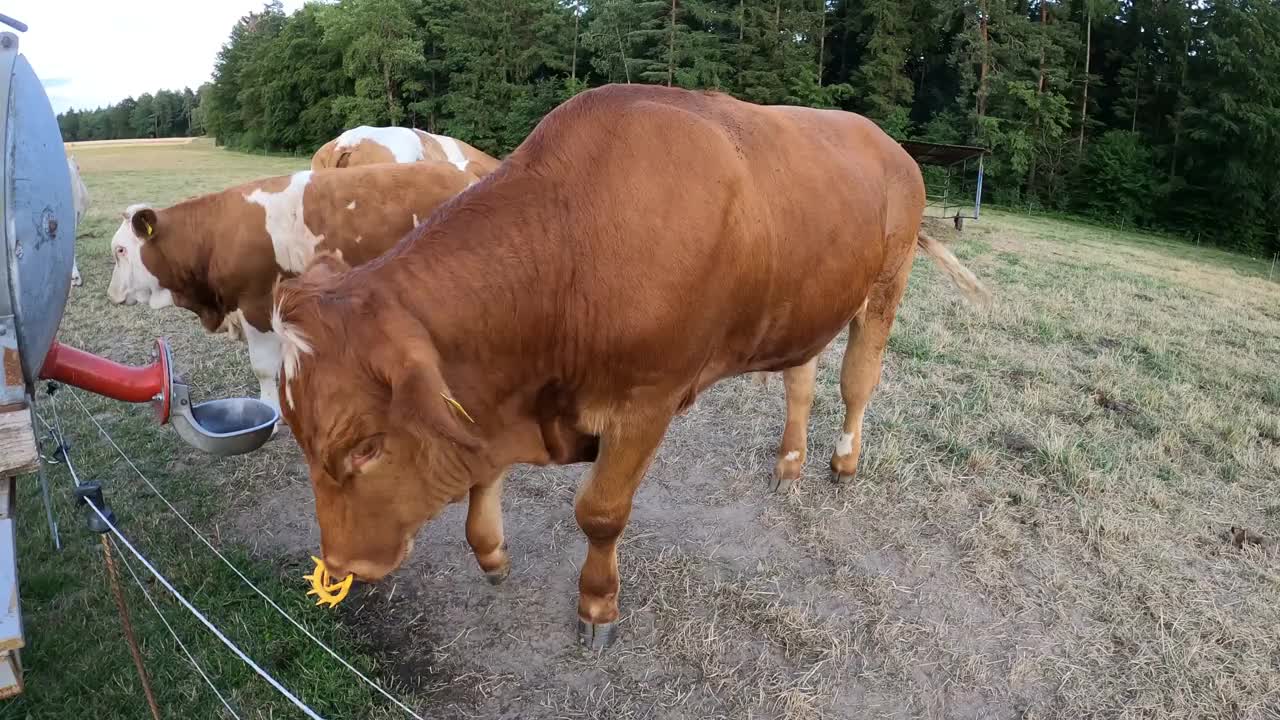 奶牛在牧场外面喝水视频下载