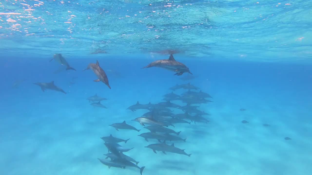 海豚-埃及的飞旋海豚，Marsa Alam Sataya礁。(Stenella longirostris)视频素材