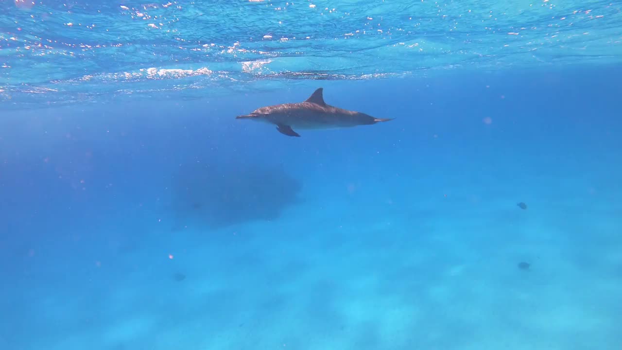 海豚-埃及的飞旋海豚，Marsa Alam Sataya礁。(Stenella longirostris)视频下载