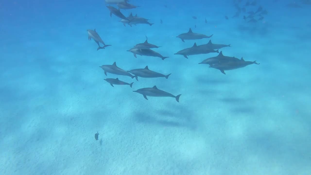 海豚-埃及的飞旋海豚，Marsa Alam Sataya礁。(Stenella longirostris)视频素材