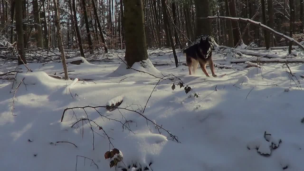 德国牧羊犬在冬天的雪道上自由行走。摄像机尾随其后视频下载