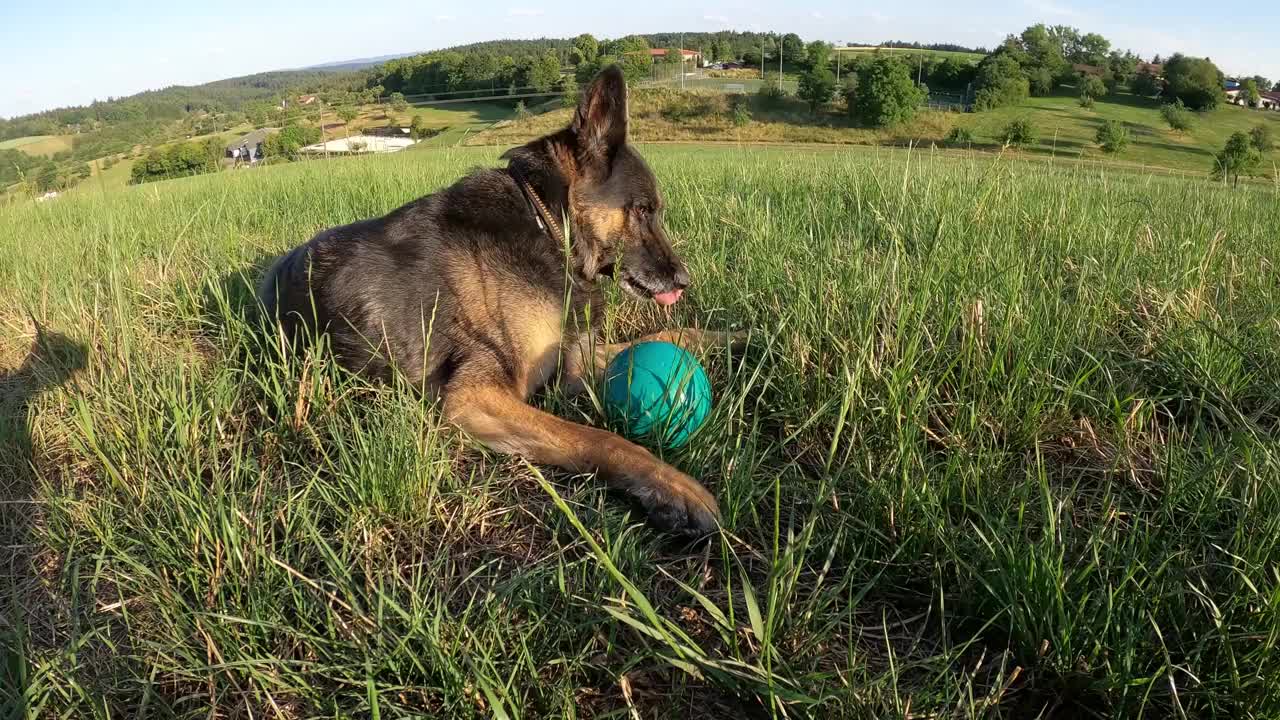 德国牧羊犬在训练中学会捡玩具球视频下载