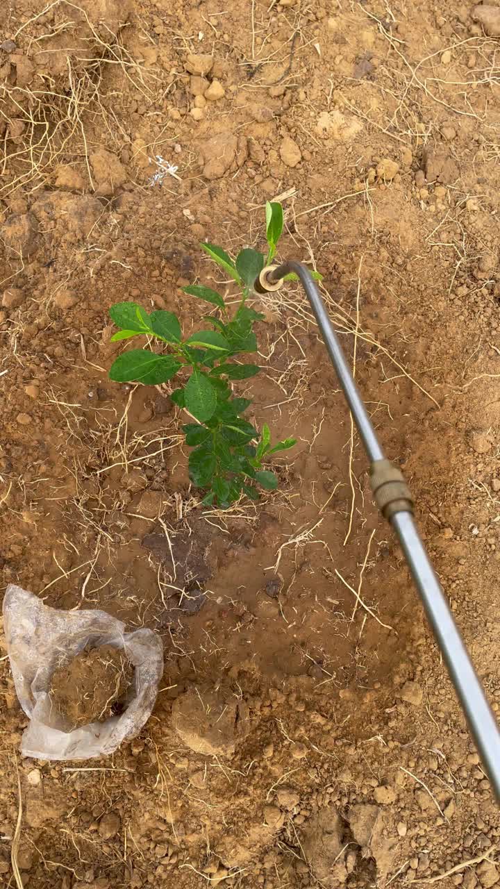 给植物浇水视频素材