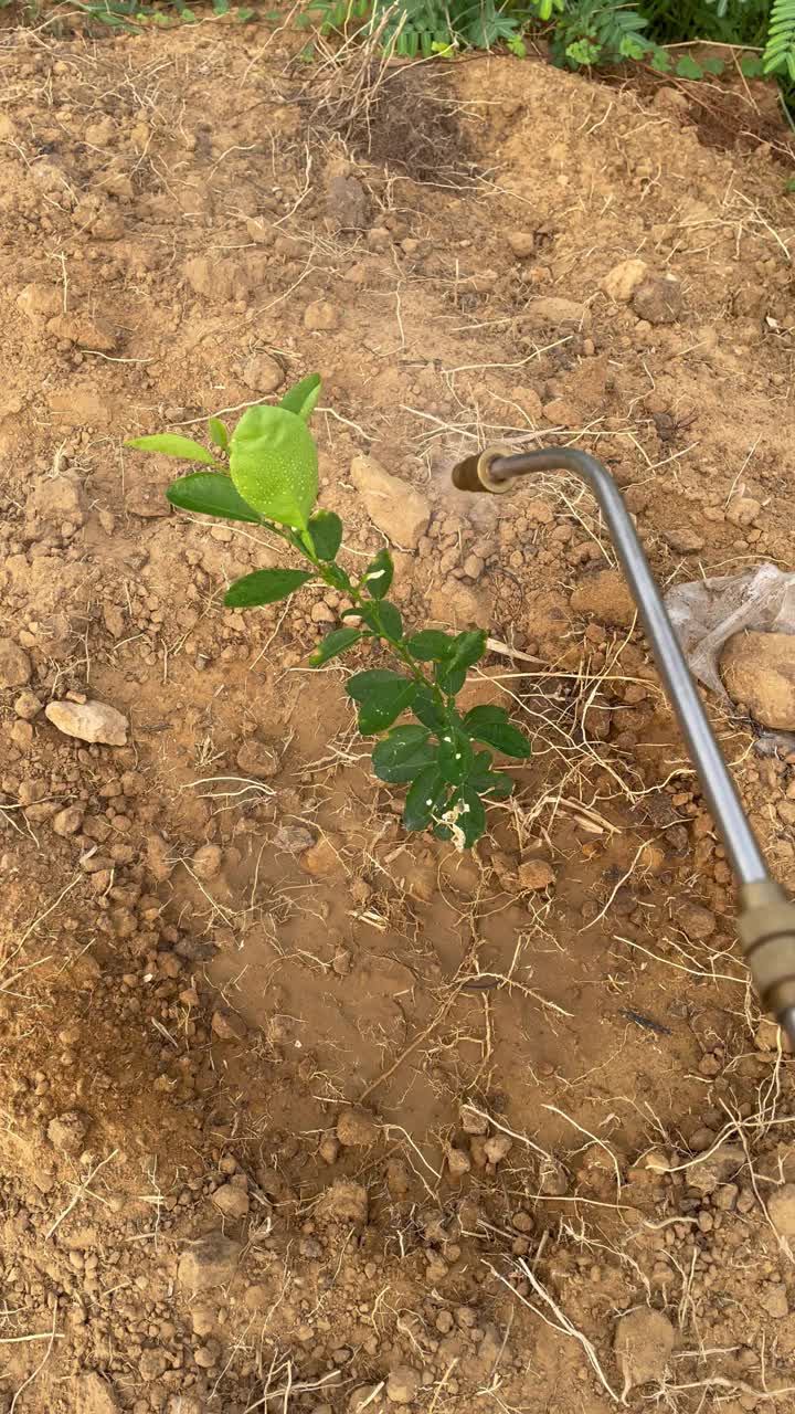 给植物浇水视频素材