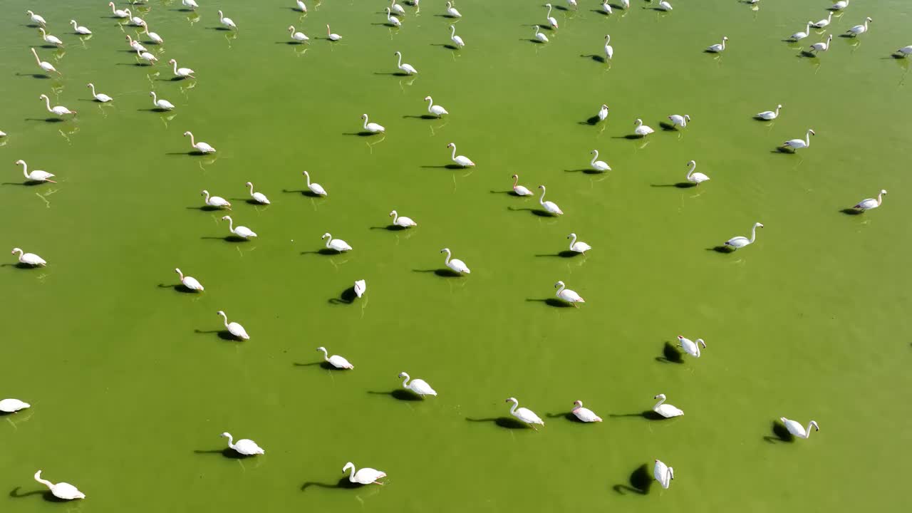 生活在咸水清新的湖水中的火烈鸟。视频素材