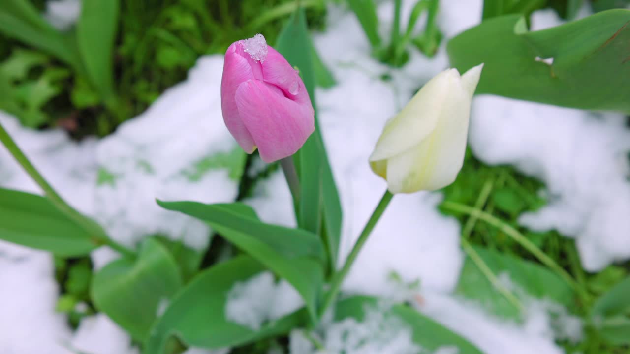 郁金香在春天从雪中冒出来视频素材