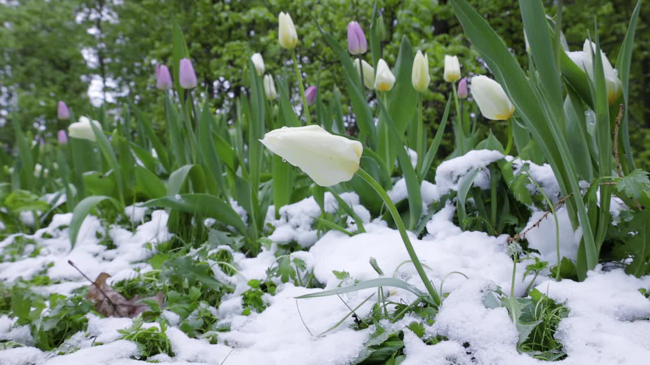 郁金香在春天从雪中冒出来视频素材