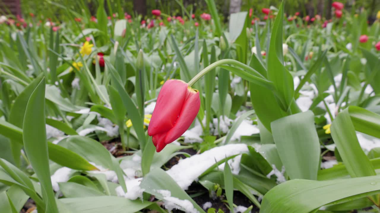 郁金香在春天从雪中冒出来视频下载