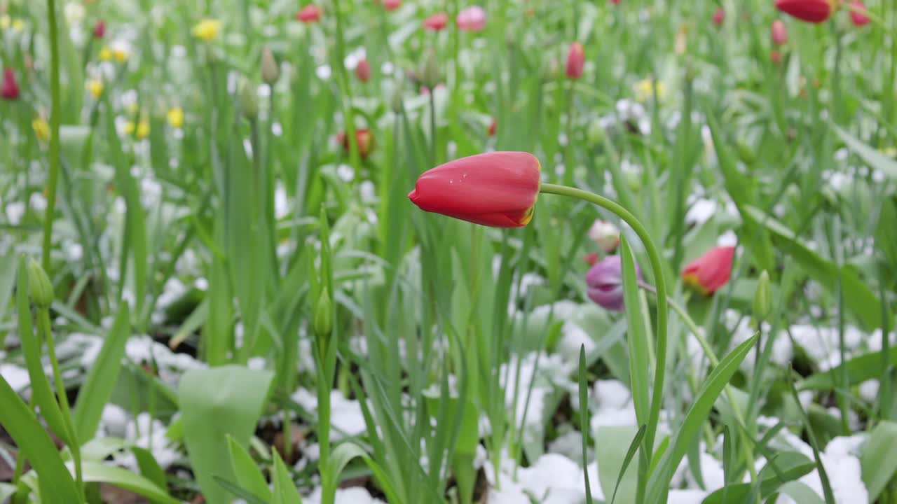 郁金香在春天从雪中冒出来视频素材