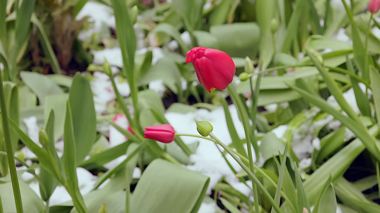 郁金香在春天从雪中冒出来视频素材