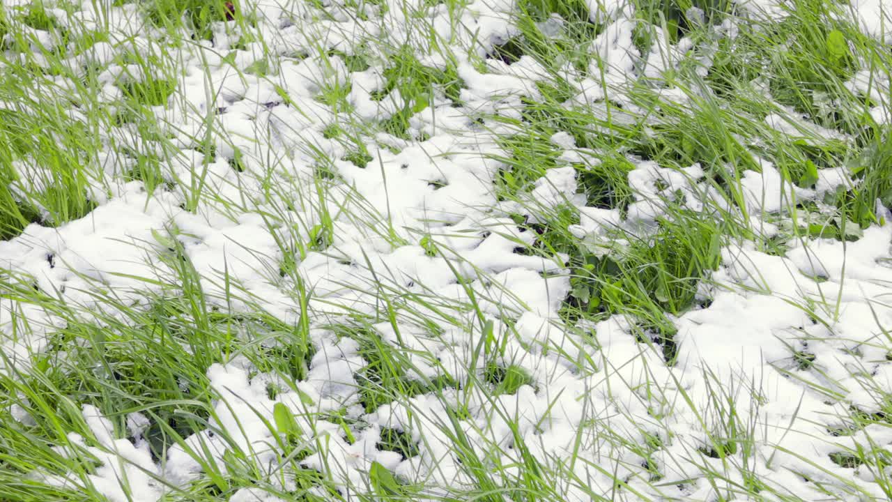 新鲜的绿草地上覆盖着一层雪视频素材