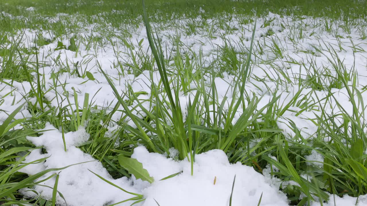 新鲜的绿草地上覆盖着一层雪视频下载