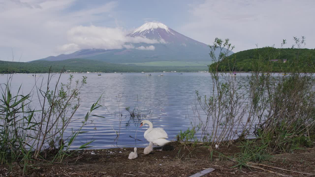 日本山梨县山中子湖的天鹅家族视频素材