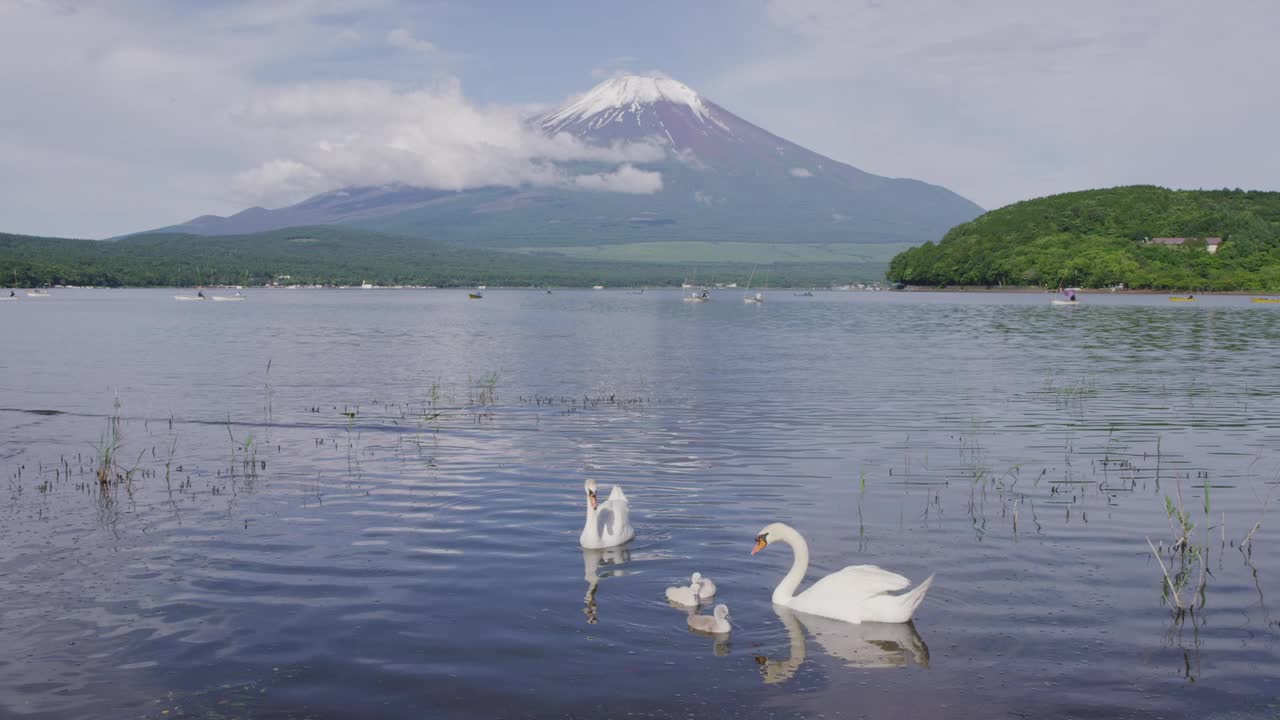 日本山梨县山中子湖的天鹅家族视频素材