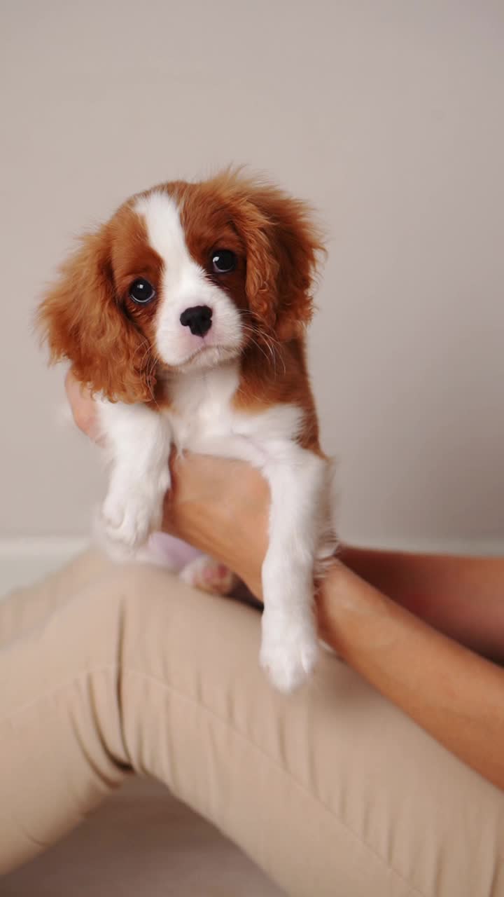 一名女子坐在地板上，怀里抱着可爱的骑士查尔斯国王猎犬。爱心观念，爱护动物，养狗在家。垂直视频素材