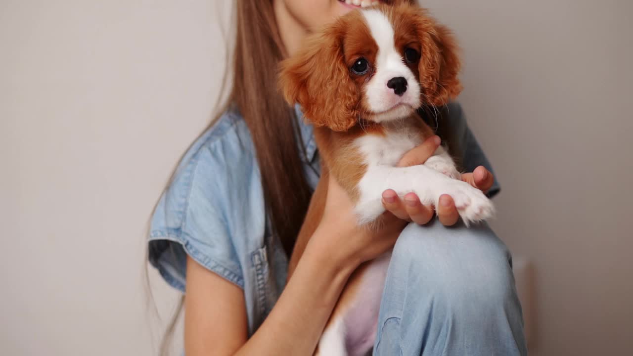 快乐的女孩把可爱的骑士查尔斯国王猎犬抱在怀里，轻轻地把它抱到她身边，显示出他们之间的联系。第一个宠物。爱的概念，关心，爱护宠物。特写镜头。视频素材