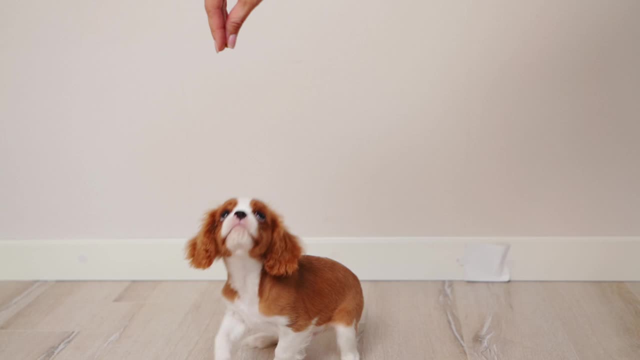 骑士查尔斯国王猎犬在站立时服从主人的命令，因此它得到了女人的款待。概念狗训练，奖励宠物用干的食物从手中的良好行为。视频下载