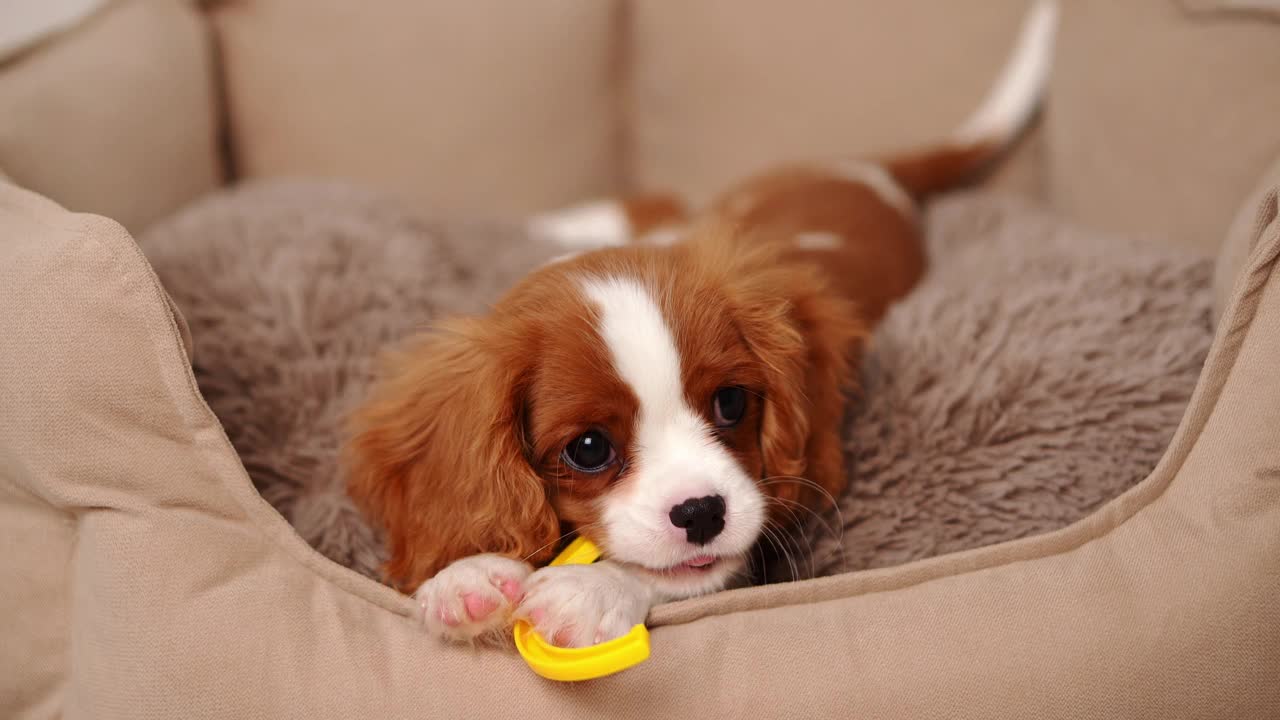 可爱的骑士查尔斯国王猎犬，有着美丽的毛色，躺在狗床上咀嚼黄色玩具。宠物玩玩具并咬了它。宠物护理理念，产品适合狗狗视频素材