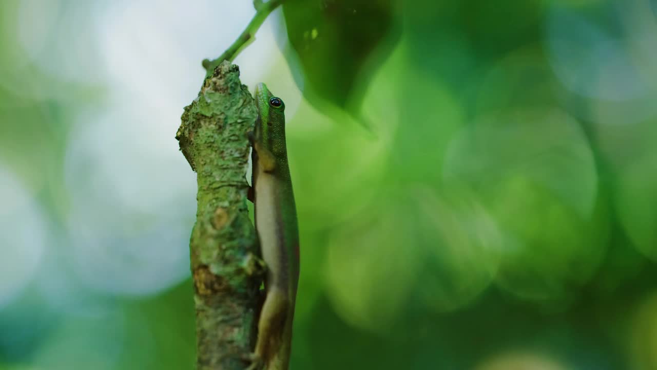 蓝尾昼壁虎(Phelsuma cepediana)是一种昼行壁虎，是壁虎科的一种蜥蜴。该物种是毛里求斯岛的特有物种视频素材