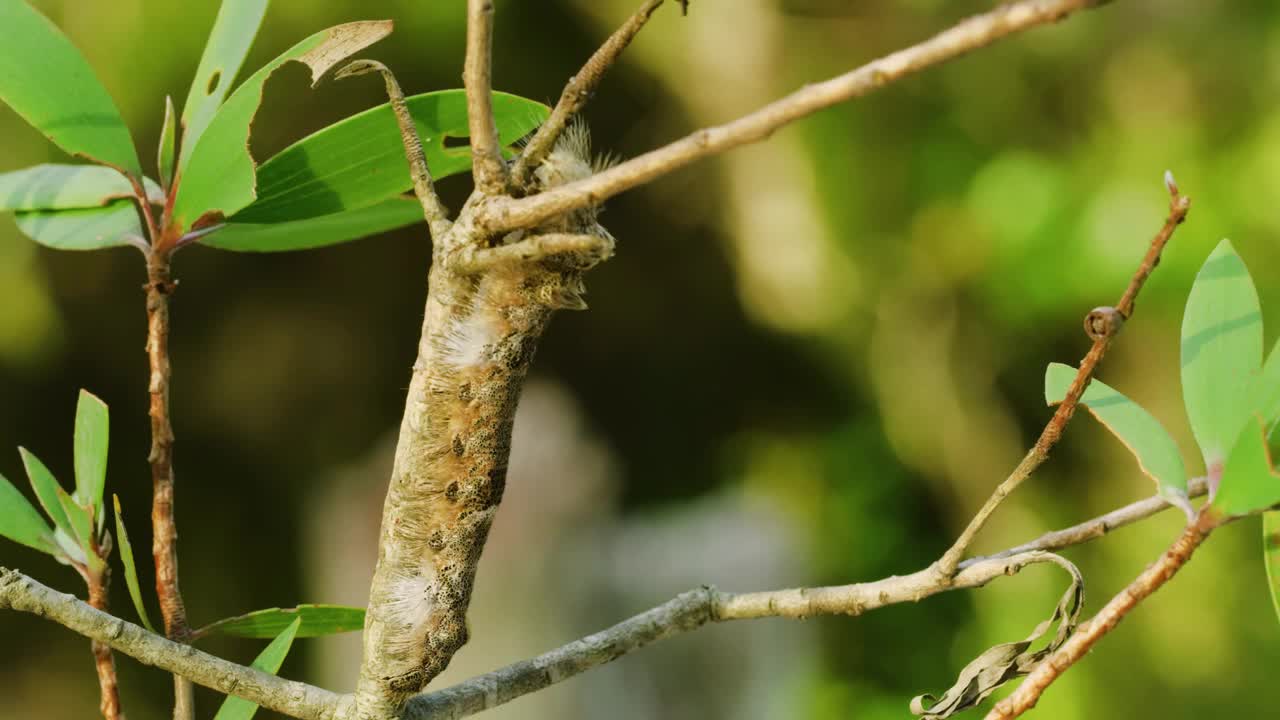 舞毒蛾毛虫的茧挂在被它们侵染过的树上视频素材