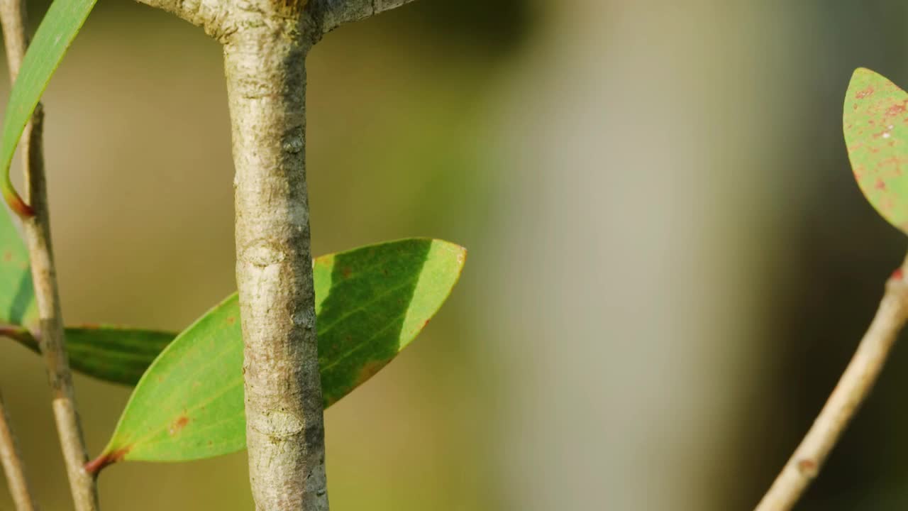 南非开普敦Intaka岛，树枝上一只毛茸茸的毛毛虫视频素材