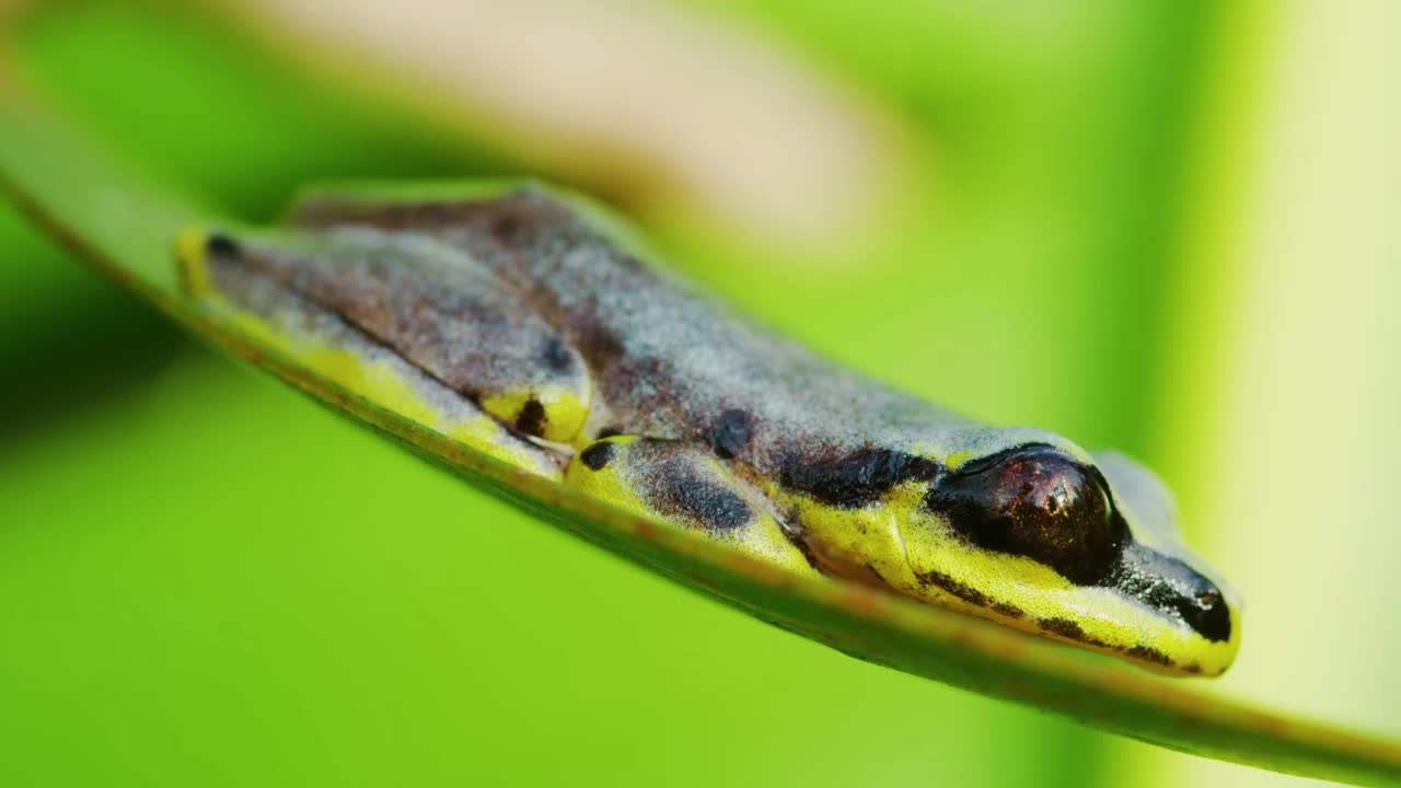 马达加斯加Heterixalus Madagascar是马达加斯加特有的高脂蛙科蛙种。它的自然栖息地是亚热带或热带干燥森林视频素材