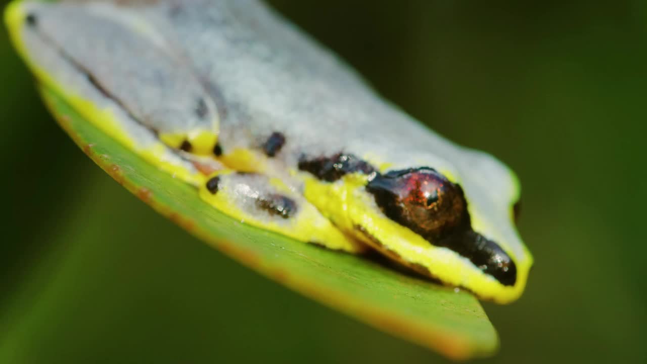 Heterixalus Madagascar(通常被称为蓝背芦苇蛙，偶尔也被称为粉蓝芦苇蛙)是马达加斯加特有的高脂蛙科蛙的一种视频素材