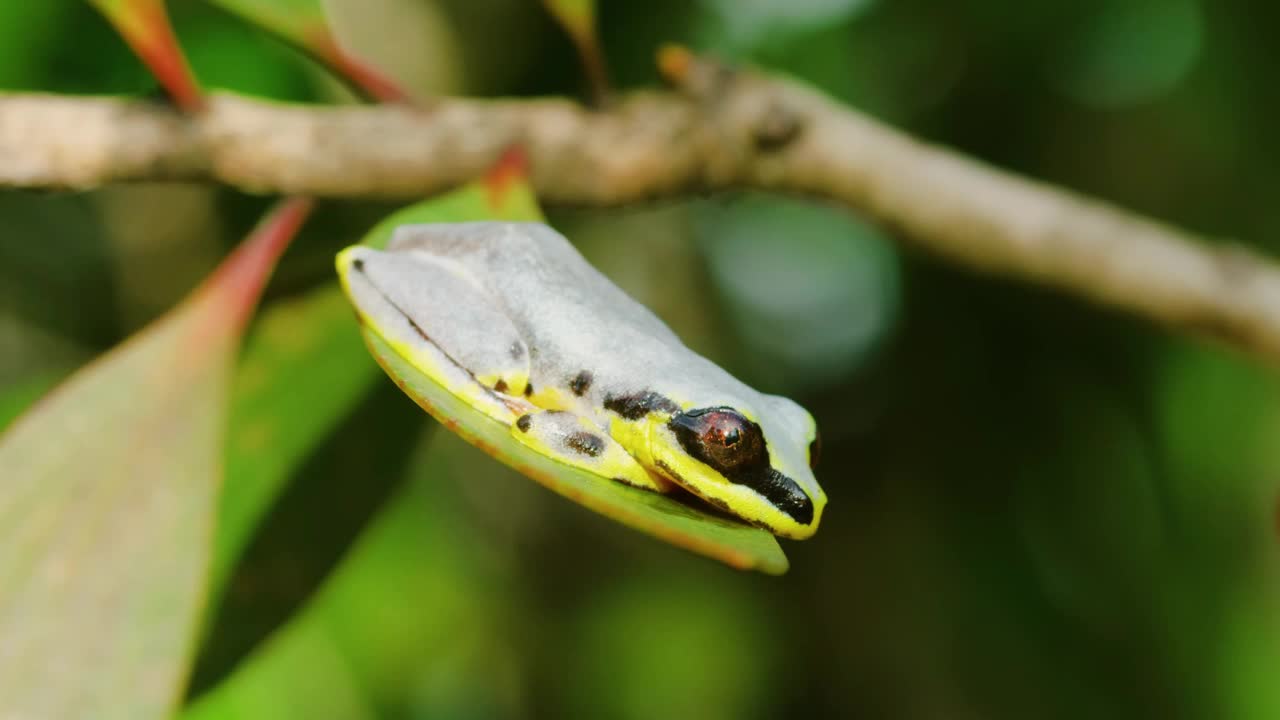 马达加斯加Heterixalus Madagascar是马达加斯加特有的高脂蛙科蛙种。它的自然栖息地是亚热带或热带干燥森林视频素材