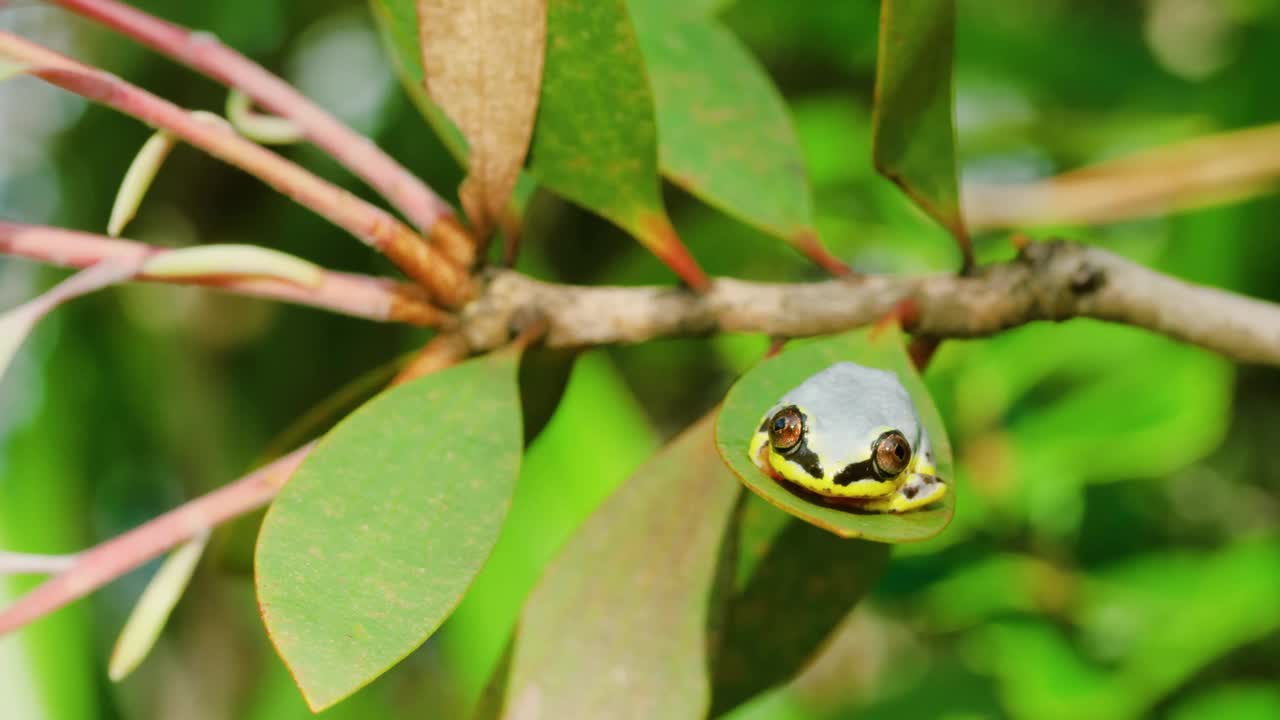 Heterixalus Madagascar(通常被称为蓝背芦苇蛙，偶尔也被称为粉蓝芦苇蛙)是马达加斯加特有的高脂蛙科蛙的一种视频素材