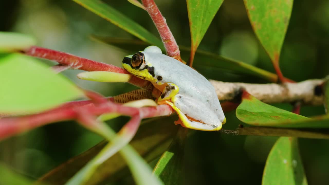 马达加斯加岛蓝背芦苇蛙(Heterixalus Madagascar ensis)视频素材