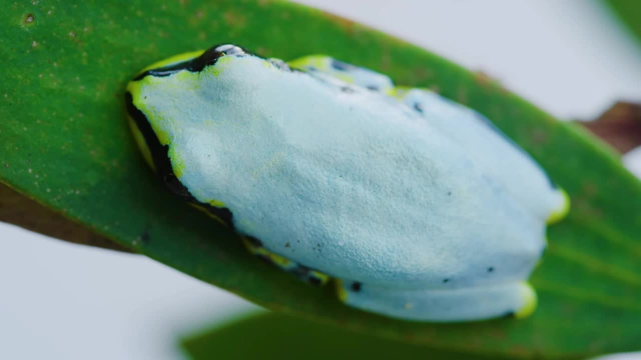 马达加斯加岛蓝背芦苇蛙(Heterixalus Madagascar ensis)视频素材