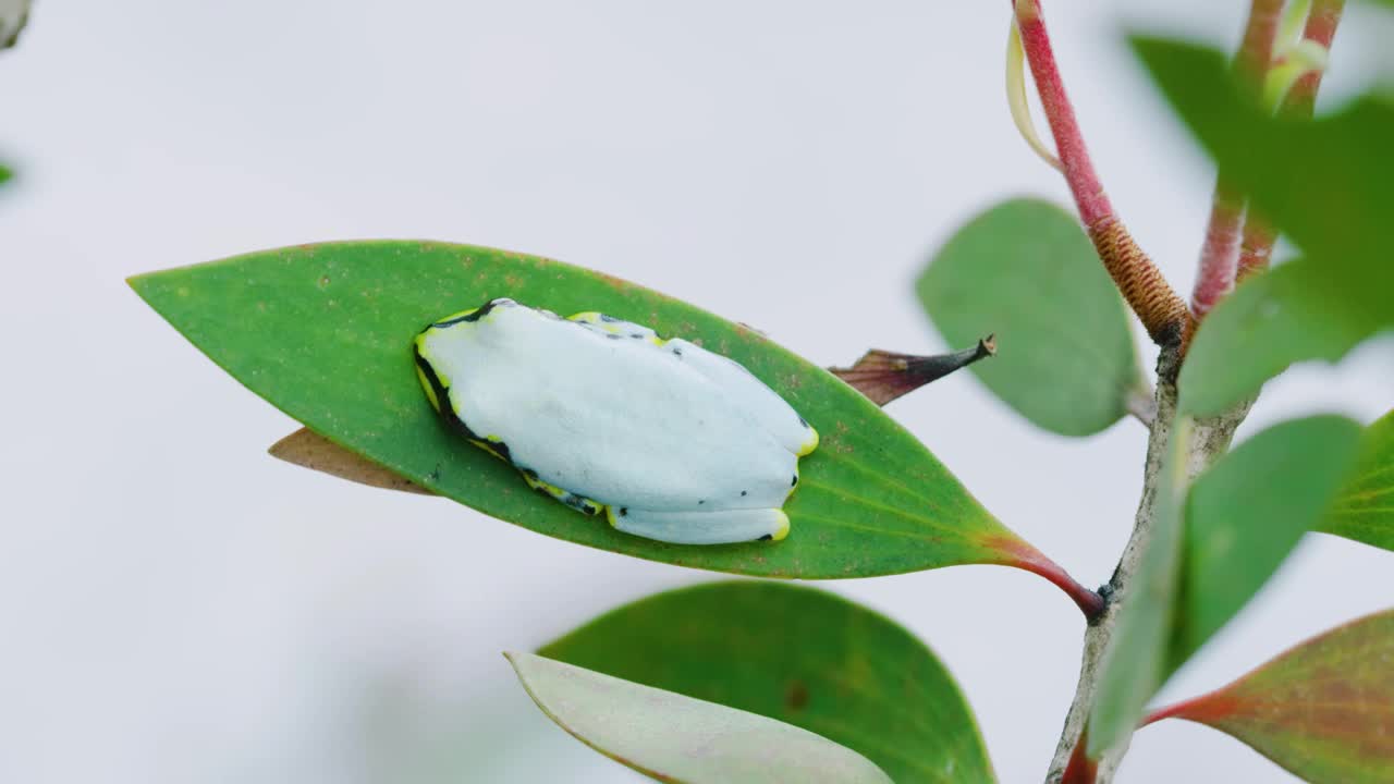 马达加斯加蓝背芦苇蛙(Heteruxalus Madagascar视频素材