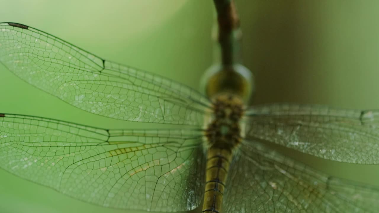 普通蜻蜓(striolatum Sympetrum)是原产于欧亚大陆的蜻蜓科蜻蜓。它是欧洲最常见的蜻蜓之一，出现在各种各样的水体中视频素材