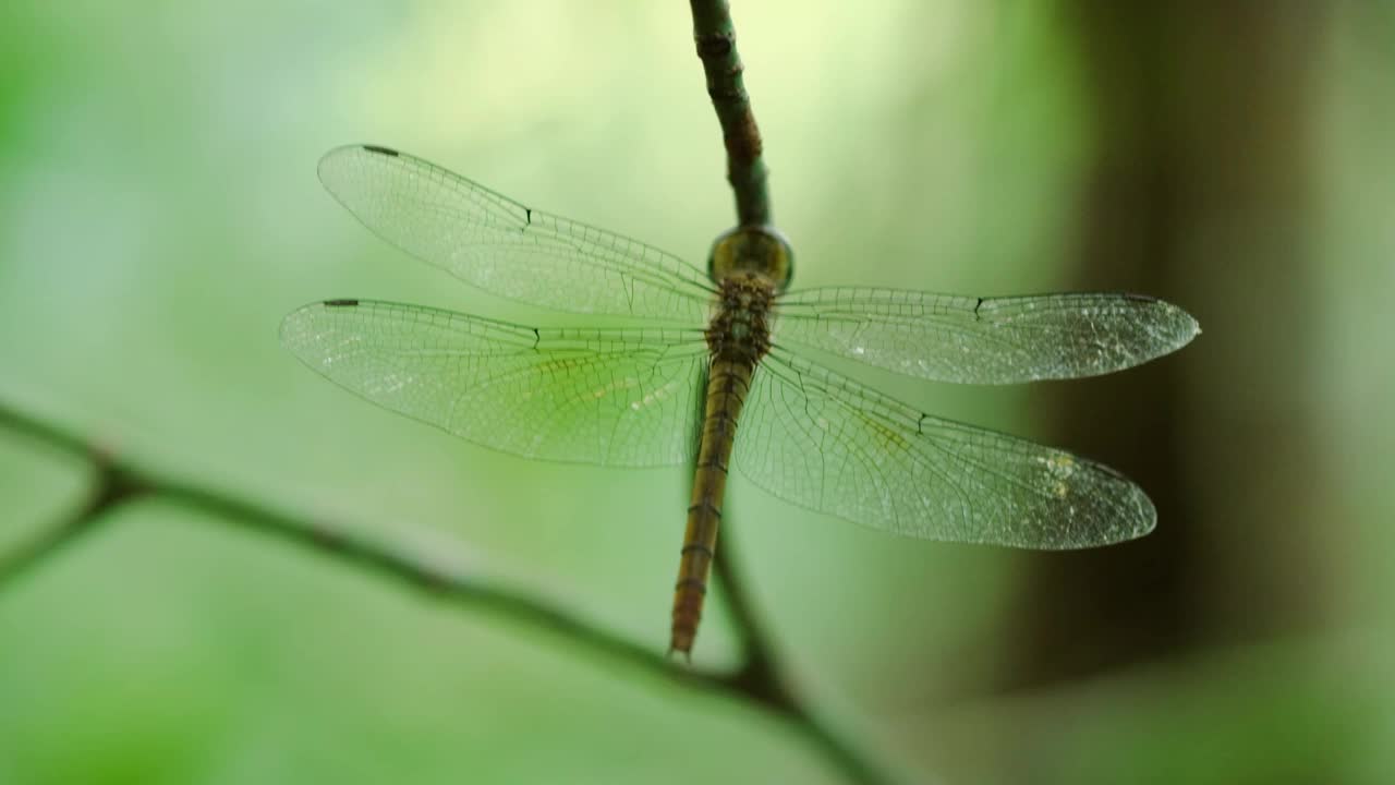 普通蜻蜓(striolatum Sympetrum)是原产于欧亚大陆的蜻蜓科蜻蜓。它是欧洲最常见的蜻蜓之一，出现在各种各样的水体中视频素材