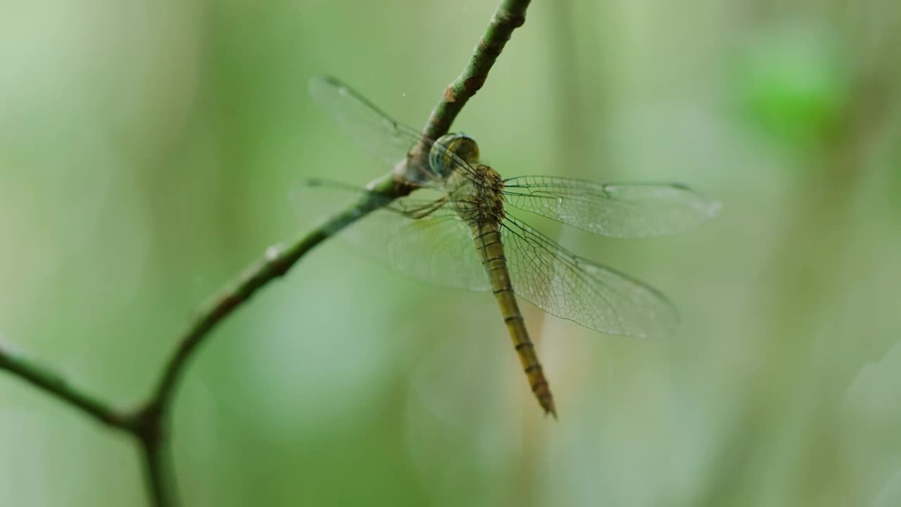 珊瑚尾云翼(Tholymis tillarga)的近照，这是马达加斯加雨林中一种蜻蜓视频素材