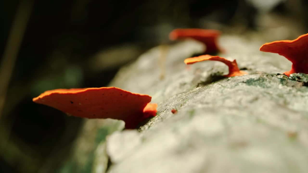 血螺是一种白腐腐真菌。它是在瓜纳岛上发现的，但在整个热带和亚热带地区都有发现视频下载