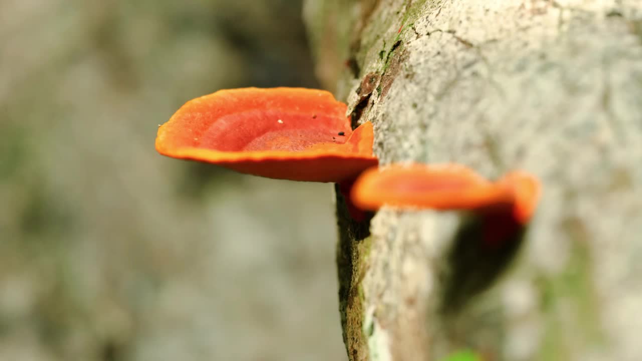 生长在枯木上的野螺菇，在巴西被称为乌鲁皮。圣弗朗西斯科德保拉-巴西视频素材