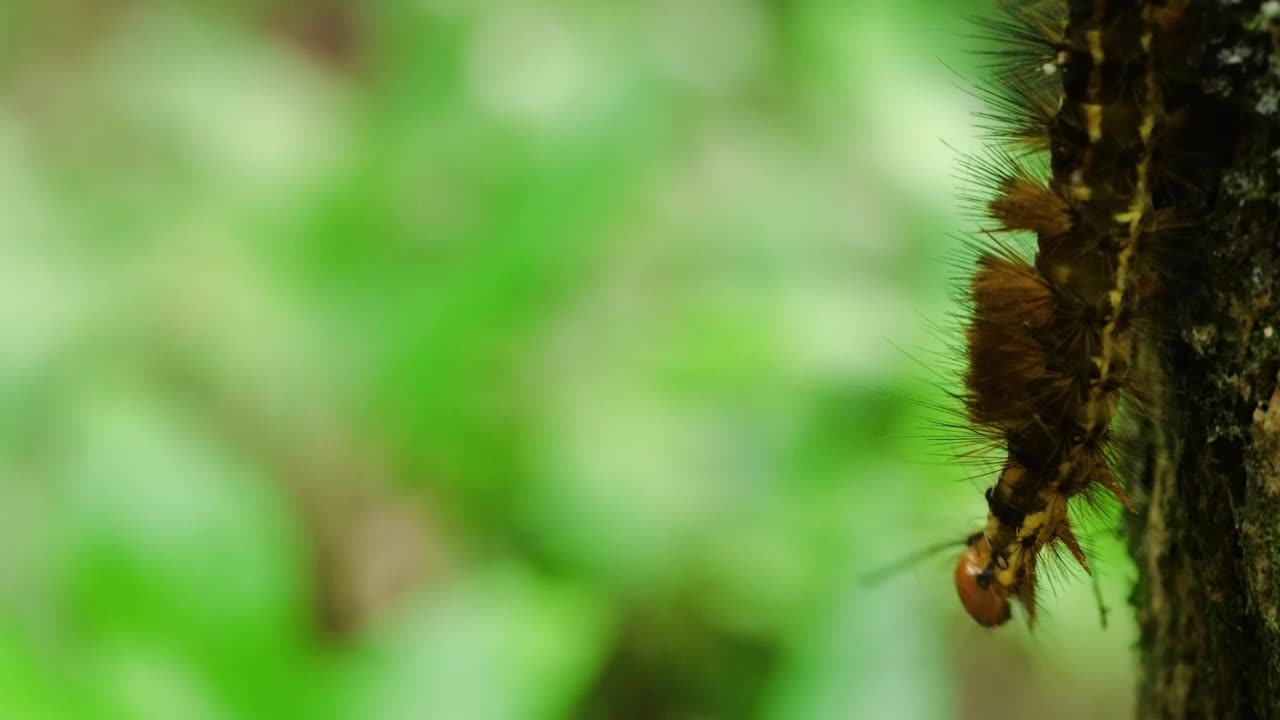 舞毒蛾毛虫-舞毒蛾视频下载