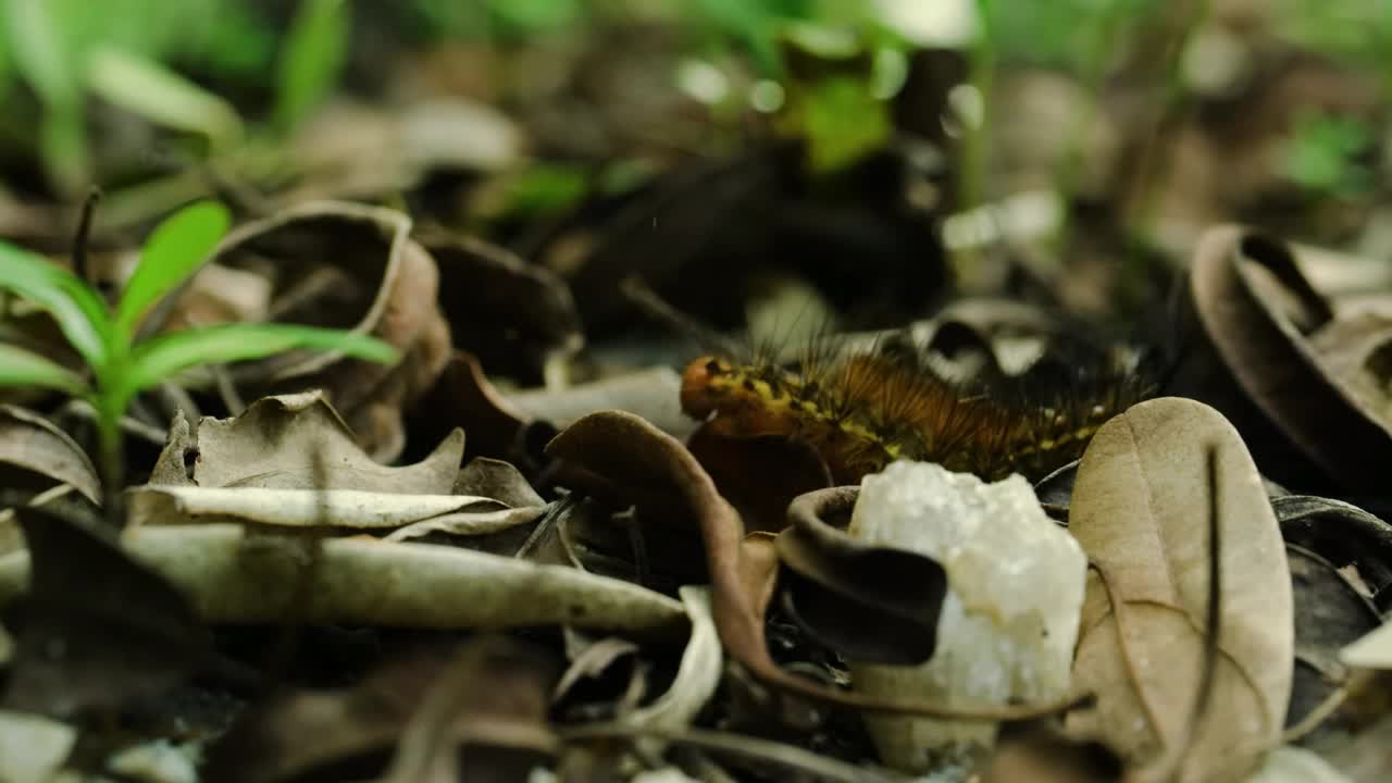 毛毛虫在马达加斯加雨林的干叶子上爬行视频素材