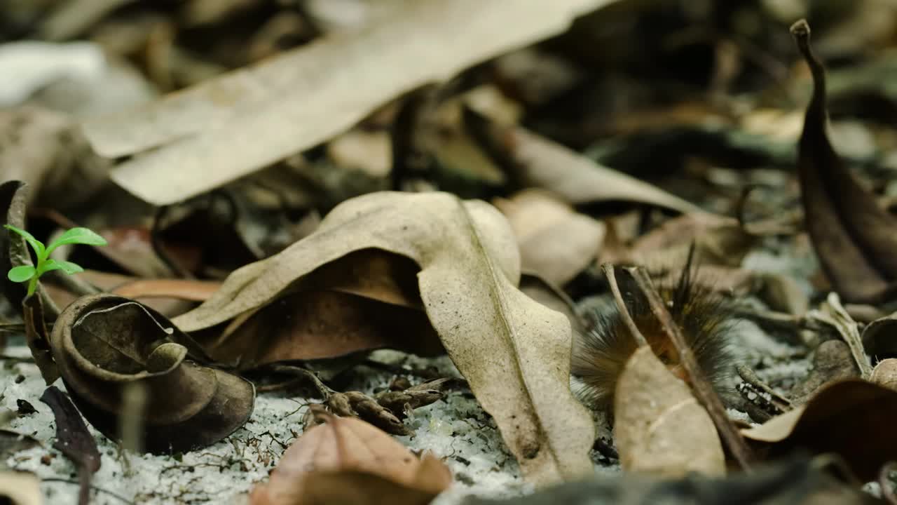 小玳瑁毛虫视频素材