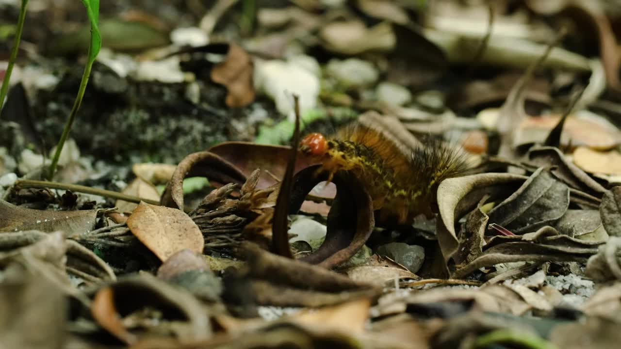 毛毛虫在马达加斯加雨林的干叶子上爬行视频素材