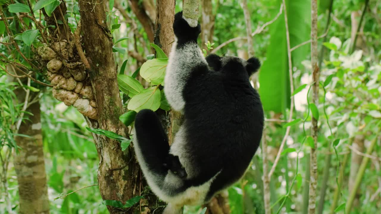 INDRI是一种大型的白天活动的黑白狐猴(INDRI INDRI)，生活在马达加斯加，大约两英尺长，尾巴发育不全视频下载