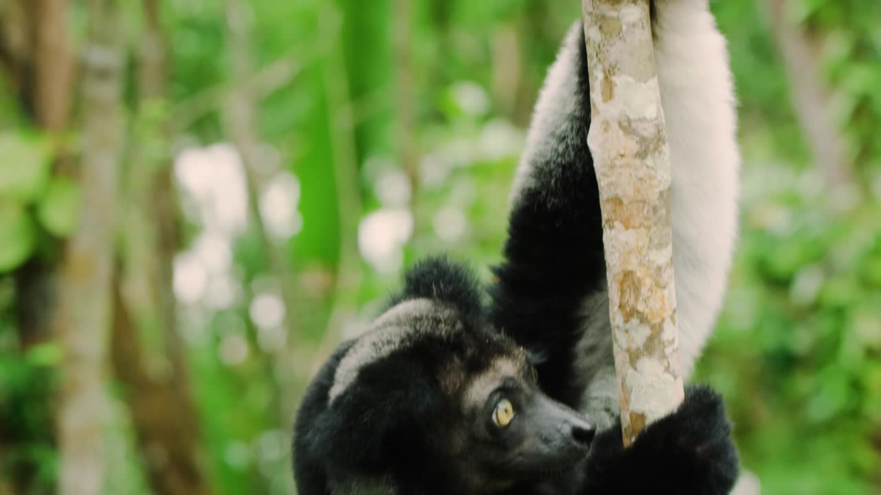 INDRI是一种大型的白天活动的黑白狐猴(INDRI INDRI)，生活在马达加斯加，大约两英尺长，尾巴发育不全视频素材