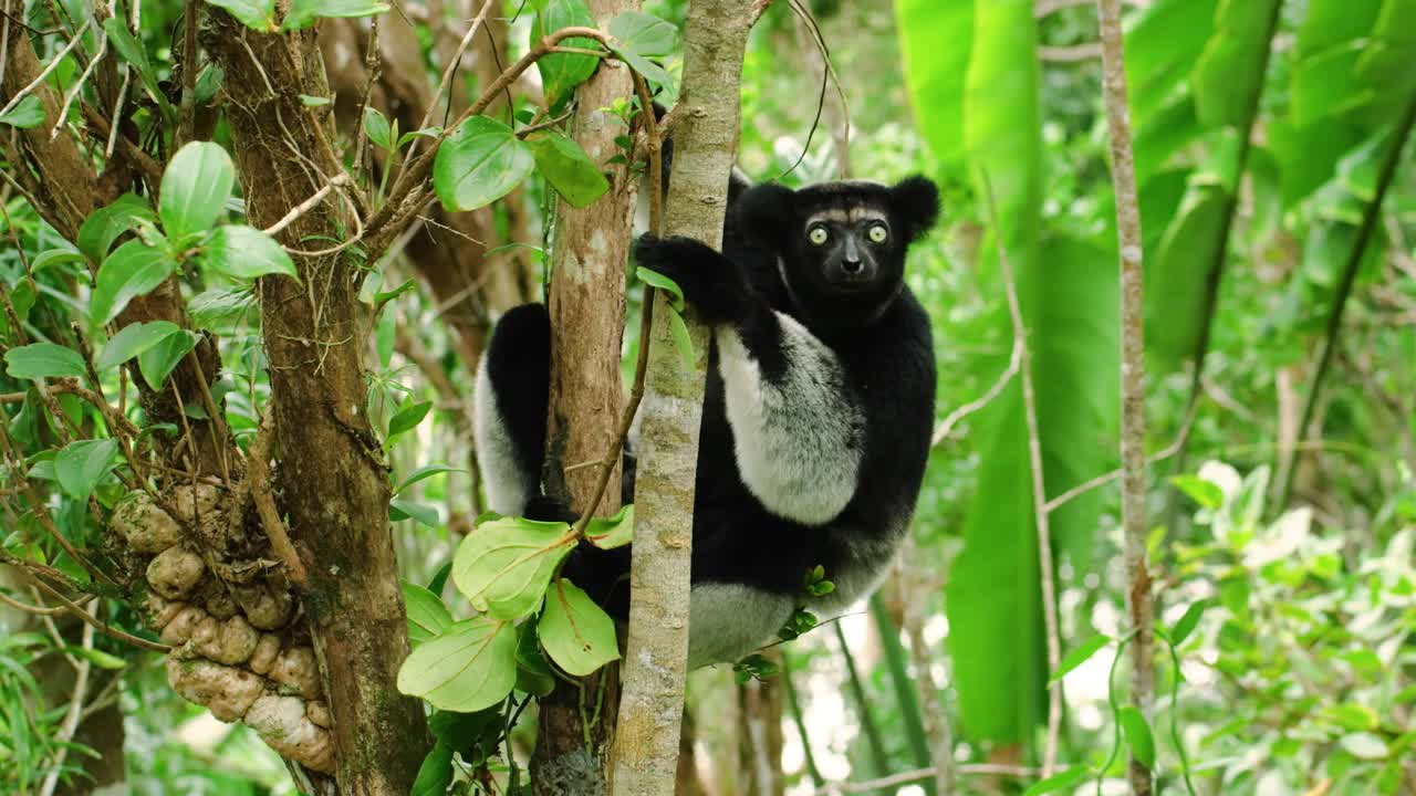 美丽的Indri狐猴(Indri Indri)坐在马达加斯加的树上。哺乳动物生物多样性视频下载