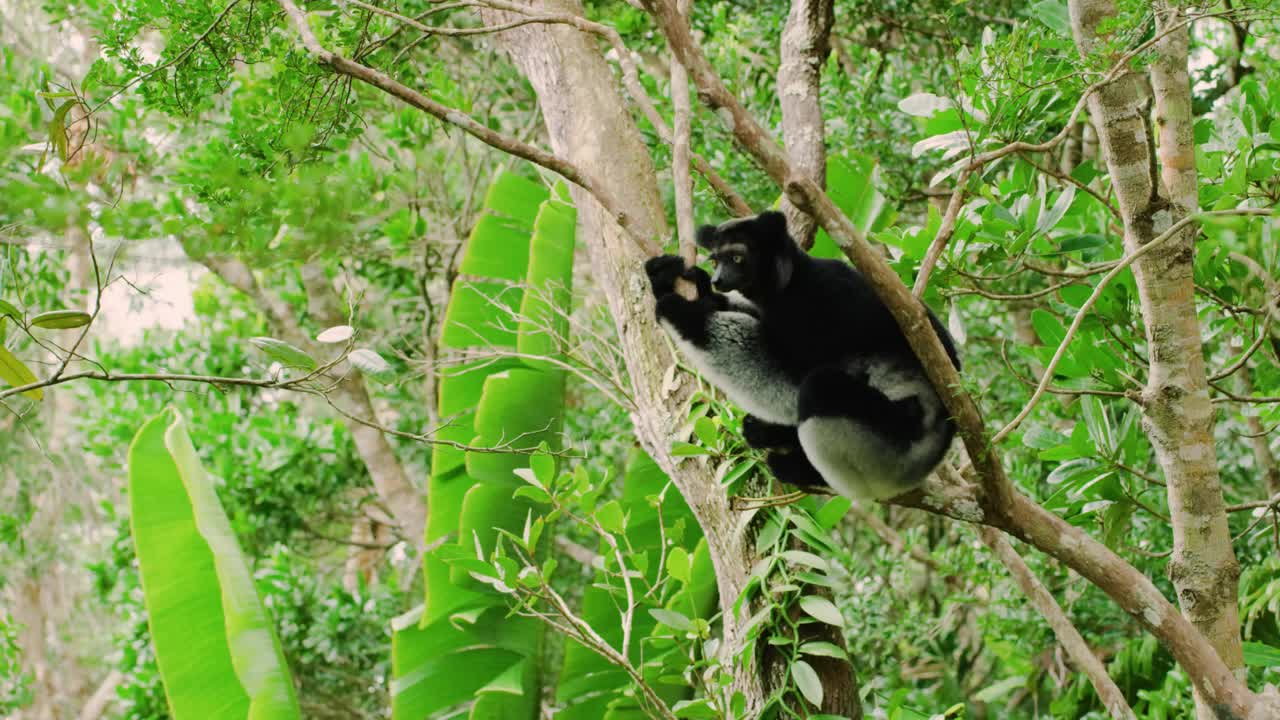 马达加斯加大狐猴从树上跳下来的镜头。哺乳动物生物多样性视频下载