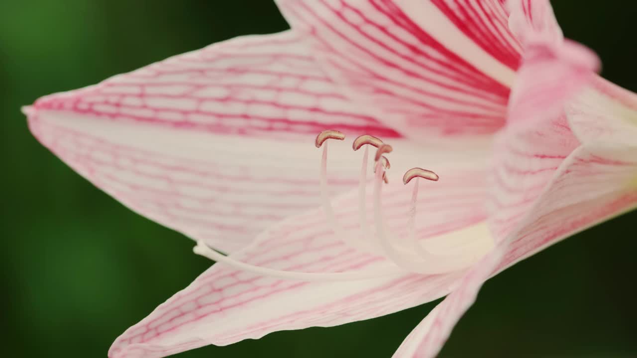 条纹叶苋菜花(Hippeastrum Reticulatum Var. Striatifolium)的特写。标题天门冬目赤花科植物视频下载