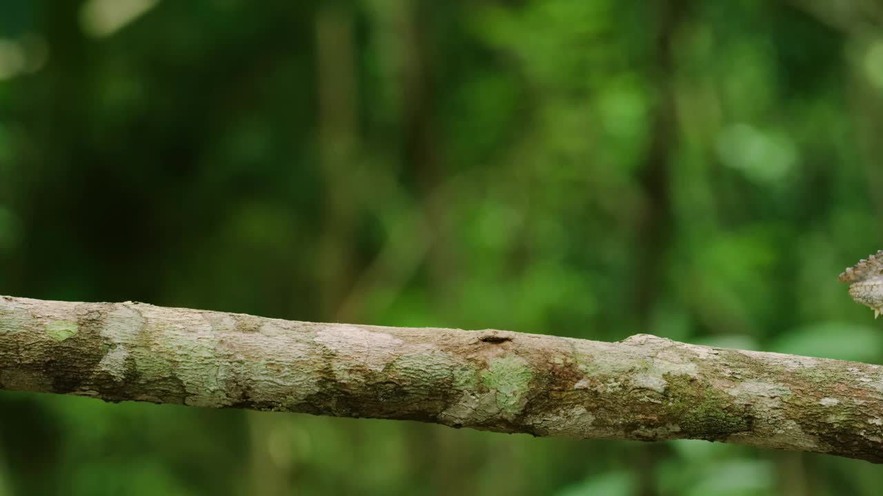 黑豹变色龙(Furcifer pardalis)是一种发现于马达加斯加东部和北部热带森林生物群系的变色龙视频下载