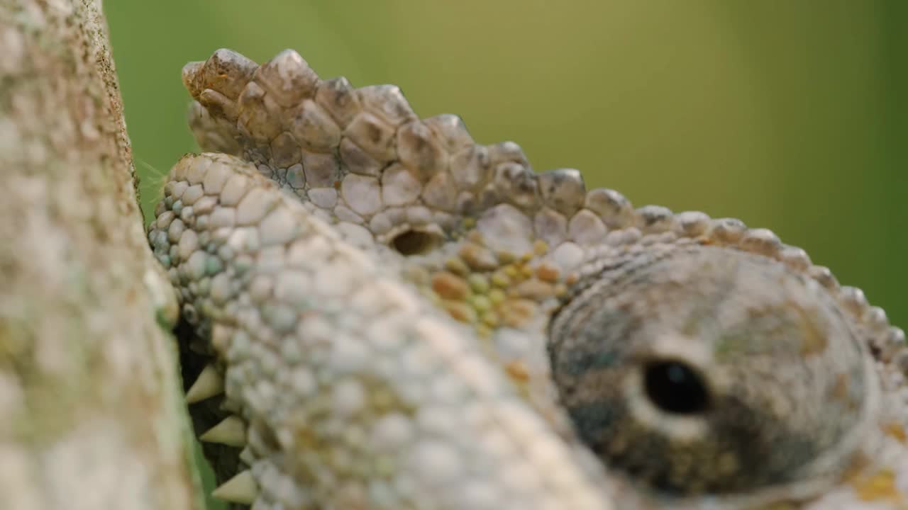 马达加斯加的黑豹变色龙(Furcifer pardalis)的眼睛特写视频素材