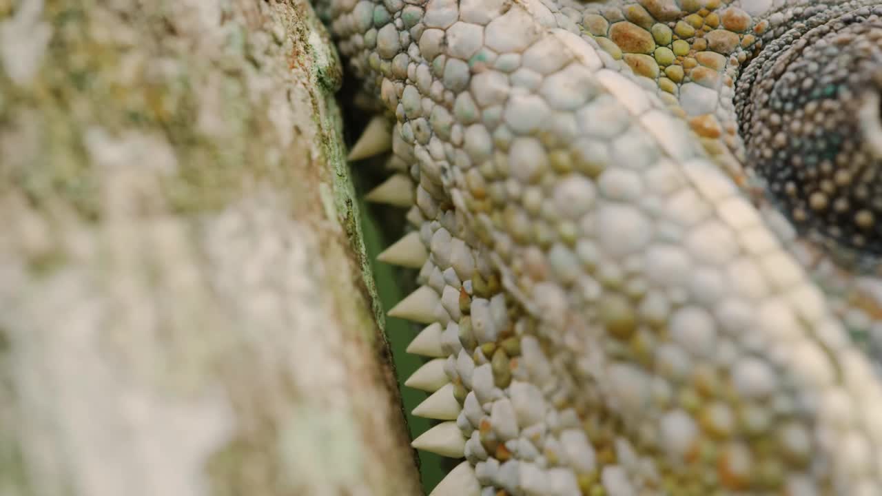 马达加斯加的变色龙(Furcifer pardalis)的牙齿和眼睛特写视频下载